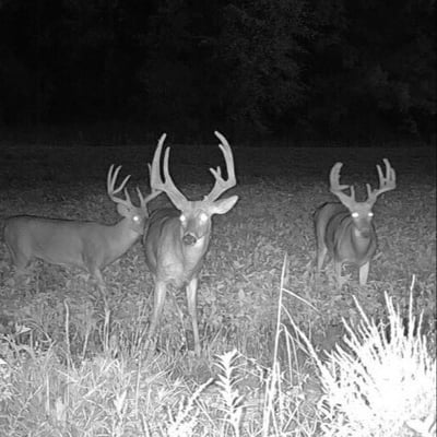 BA - MO MCH - Trail Cam Pics9 (1) (1)-1